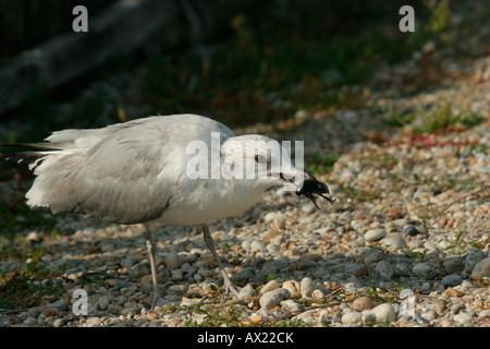 Common- o Mew Gull (Larus canus), estate piumaggio, con acqua gigante Beetle (piceus idrata) come preda Foto Stock