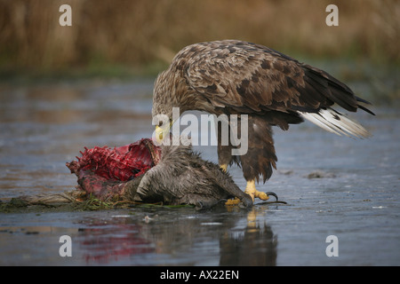 White-tailed Eagle o Sea Eagle (Haliaeetus albicilla) arroccato su una superficie ghiacciata, alimentazione sulla carcassa di cervo Foto Stock