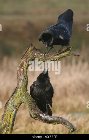 Comune o corvi settentrionale (Corvus corax), il comportamento di accoppiamento Foto Stock