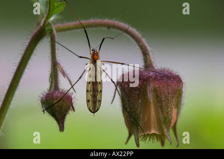 Gru Fly (Tipula sp.) sull'acqua- o viola Avens (Geum rivale), Bayrischer Wald (Foresta Bavarese), in Baviera, Germania, Europa Foto Stock