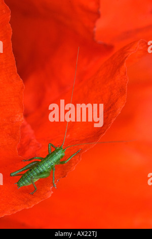 Campo- o rosso papavero (Papaver rhoeas) con boccola di quercia o di cricket Drumming Katydid (Meconema thalassinum) Ingolstadt, Baviera, germe Foto Stock