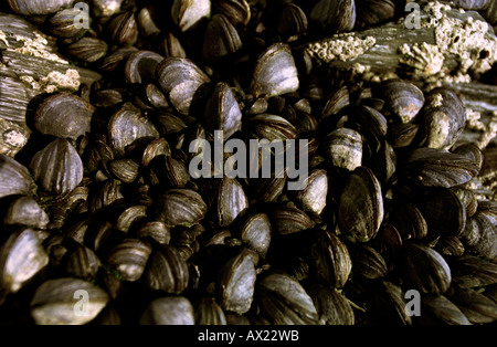 British cozze sulle rocce pronto a scelta Foto Stock