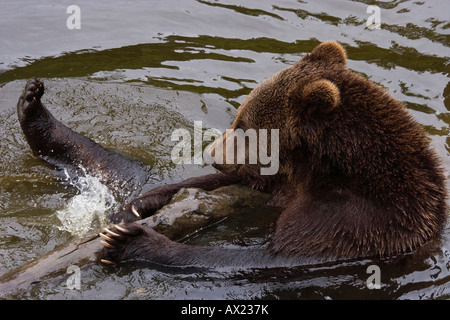 L'orso bruno (Ursus arctos) in un contenitore esterno a Nationalpark Bayrischer Wald (Parco Nazionale della Foresta Bavarese), Baviera, Ger Foto Stock