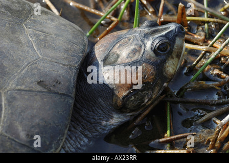 Testa di un giallo-spotted River Turtle (Porta: Tartaruga, Podocnemis unifilis), Amazon Bazin, Brasile Foto Stock