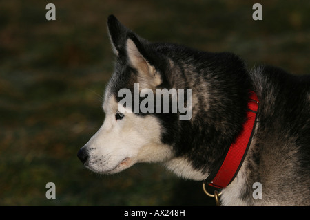 Husky siberiano Foto Stock