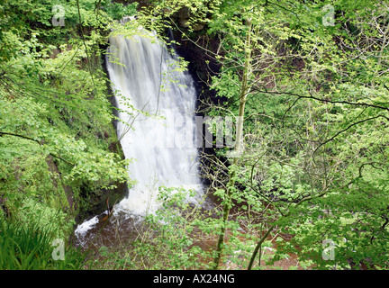 Può Beck a Falling Foss cascata nella foresta Sneaton nel North Yorkshire Moors National Park vicino a Goathland e Whitby, Regno Unito Foto Stock