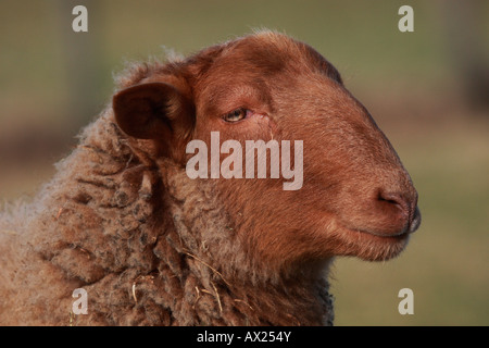 Coburger Fuchsschaf o Coburg Fox razza di pecore (Ovis gmelini aries) Foto Stock