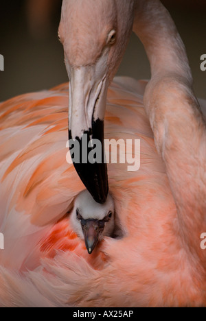 Flamingo cileni (Phoenicopterus chilensis) chick effettuano uno scavo nel suo genitore il piumaggio, Luisenpark, Mannheim, Baden-Wuerttemberg, Foto Stock