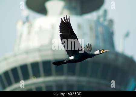 Grande cormorano nero (Phalacrocorax carbo) battenti di fronte una torre di telecomunicazioni, il Luisenpark, Mannheim, Baden-Wuerttem Foto Stock