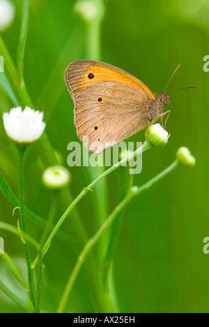 Grande Heath butterfly (Coenonympha tullia) appollaiato su un fiore bianco, Illmitz, Burgenland, Austria, Europa Foto Stock