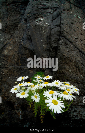 Oxeye margherite o Marguerites (Leucanthemum vulgare, crisantemo leucanthemum) cresce su una scogliera, lunga isola, Treshnish ISL Foto Stock