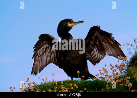 Marangone dal ciuffo o il Marangone dal ciuffo (phalacrocorax aristotelis) diffondere le sue ali a secco, lunga isola, Treshnish Isles, Scozia, U Foto Stock