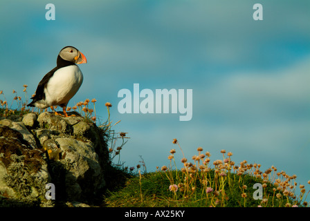 Atlantic Puffin (Fratercula arctica) in piedi sulle scogliere sulla lunga isola, Treshnish Isles, Scotland, Regno Unito, Europa Foto Stock