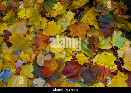 Colorato Foglie di autunno, foglie di acero (Acer) Foto Stock