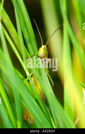 Grasshopper della famiglia Acrididae Foto Stock