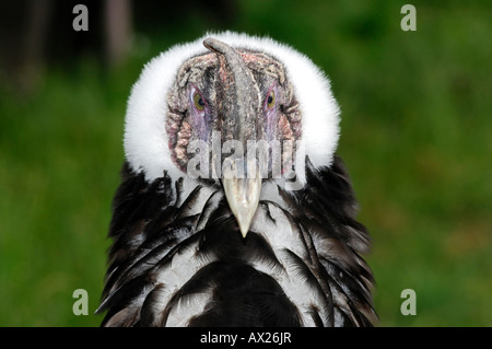I capretti condor andino, Vultur gryphus, Foto Stock