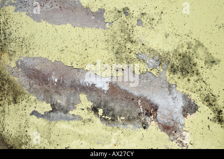 Muffa sul muro Foto Stock