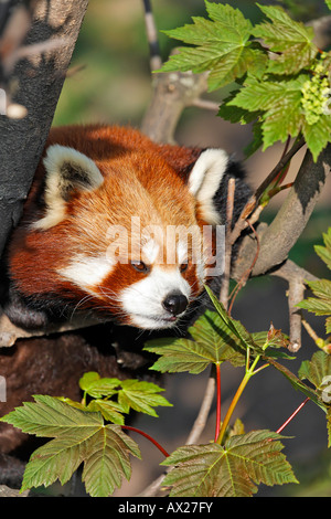 Red Panda (Ailurus fulgens), Zoo di Schoenbrunn, Vienna, Austria, Europa Foto Stock