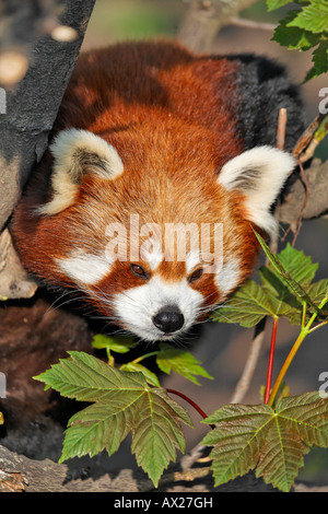 Red Panda (Ailurus fulgens), Zoo di Schoenbrunn, Vienna, Austria, Europa Foto Stock