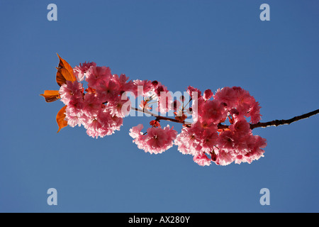 Giapponese albero ciliegio (Prunus serrulata) blossoms, Austria Inferiore, Austria, Europa Foto Stock