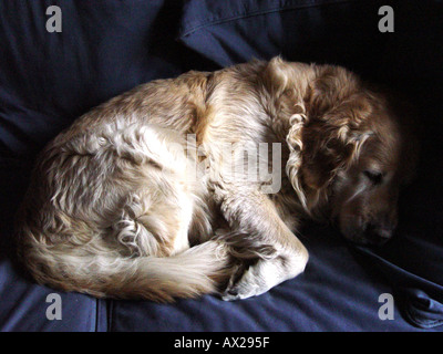 Il Golden Retriever avvolto a ricciolo addormentato Foto Stock