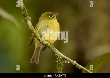 Giallastro Empidonax Flycatcher flavescens Foto Stock