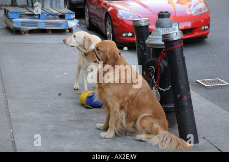 Due cani di attendere pazientemente per i loro proprietari al di fuori di una Manhattan fruttivendolo. Foto Stock