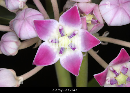 Fiore di corona, Akund. Calotropis gigantea Famiglia: Milkweed Asclepiadaceae famiglia. Ceroso di fiori di lavanda. Nasrapur di Pune, Maharashtra, India Foto Stock