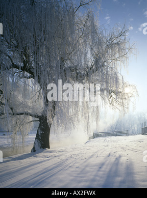 Sole che splende attraverso Willow Tree con trasformata per forte gradiente FROST Foto Stock