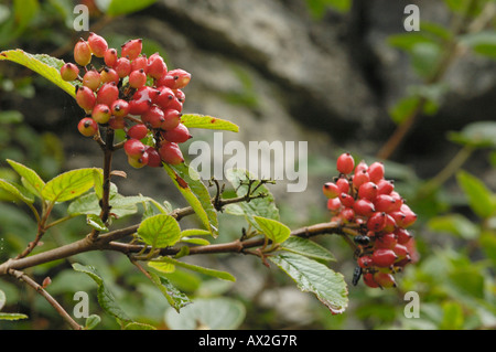 Wayfaring tree, Viburnum lantana Foto Stock