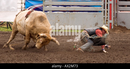 Bull riding Foto Stock