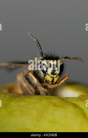 Morto/morente Wasp comune Vespula vulgaris su Apple Foto Stock