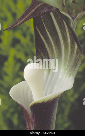 Arisaema sikokianum. Close up di viola e verde con cappuccio bianco fiore. Foto Stock