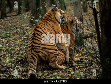 Le tigri siberiane coniugata Panthera tigris altaica regione di Amur dell estremo oriente russo captive Foto Stock