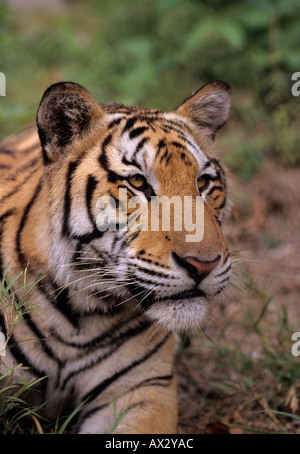 Tigre indocinese (Panthera tigris corbetti). Phnom Tamao Zoo, Cambogia Foto Stock