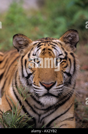 Tigre indocinese (Panthera tigris corbetti). Phnom Tamao Zoo, Cambogia Foto Stock