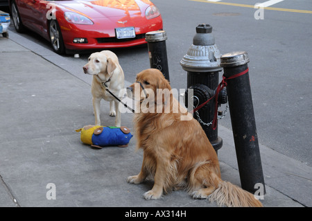 Due cani di attendere pazientemente per i loro proprietari al di fuori di una Manhattan fruttivendolo. Foto Stock
