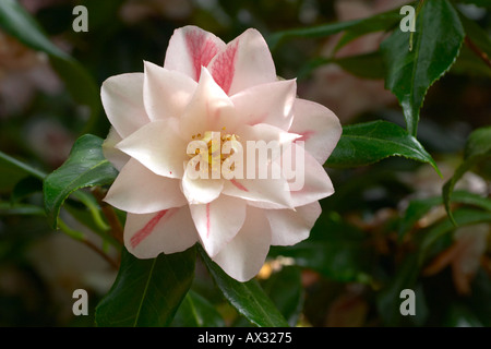 Camellia japonica Lady Vansittart Foto Stock