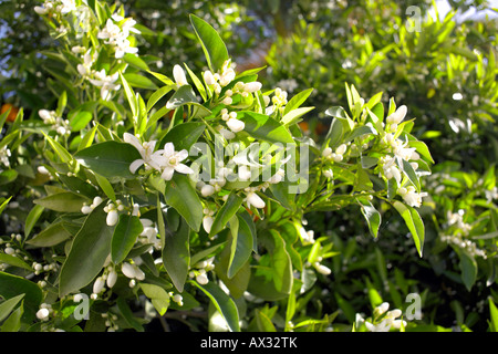 Alberi di arancio in fiore ( Citrus sinensis ), Andalusia, Spagna Foto Stock