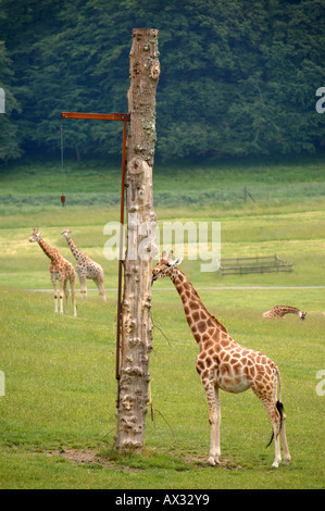 ROTHSCHILD giraffe nel recinto delle giraffe A LONGLEAT SAFARI PARK vicino Warminster WILTSHIRE Foto Stock