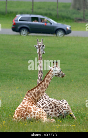 ROTHSCHILD giraffe nel recinto delle giraffe A LONGLEAT SAFARI PARK vicino Warminster WILTSHIRE Foto Stock