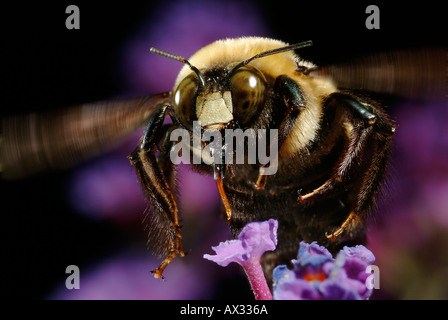 Bumble Bee alla Butterfly Bush Flower Foto Stock