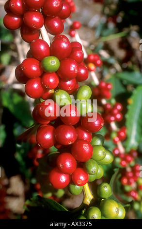 Mature i chicchi di caffè, Big Island delle Hawaii Foto Stock