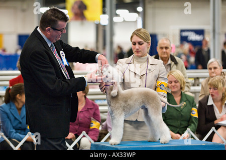 Controllo del giudice il morso di un Bedlington Terrier a Dog Show Louisville Kentucky Foto Stock