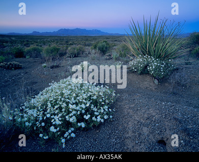 Deserto in fiore con pianure piedino nero e Ocotillo Parco nazionale di Big Bend Texas USA Foto Stock