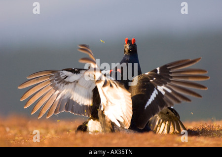 Due maschio di gallo forcello, o blackcock, combattendo sul lek, nei Cairngorms, Scozia. Foto Stock