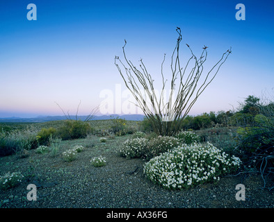 Deserto in fiore con pianure piedino nero e Ocotillo Parco nazionale di Big Bend Texas USA Foto Stock