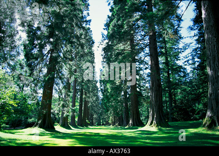 Sequoia Avenue a Benmore Botanic Garden Scozia Scotland Foto Stock