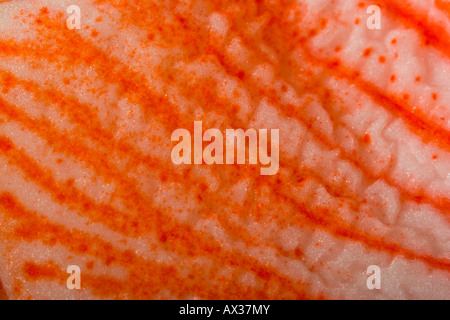 Rosso e Bianco fiore Amaryllis con ciuffo di stami gialli e di polline Foto Stock
