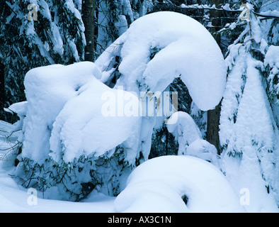 Abete rosso Picea abies con neve Oberaegeri svizzera Foto Stock